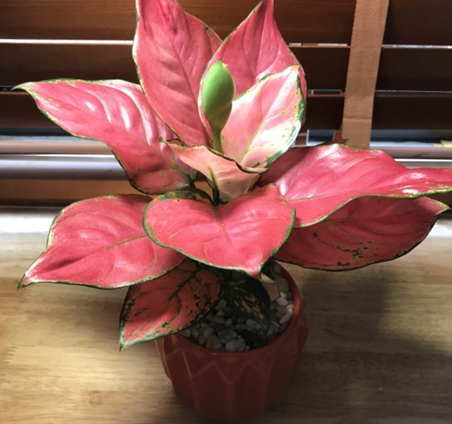 Cac mau cay canh de ban dep, hop tuoi, hop menh phong thuy-Hinh-20