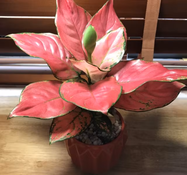 Cac mau cay canh de ban dep, hop tuoi, hop menh phong thuy-Hinh-20