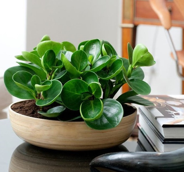 Cac mau cay canh de ban dep, hop tuoi, hop menh phong thuy-Hinh-6