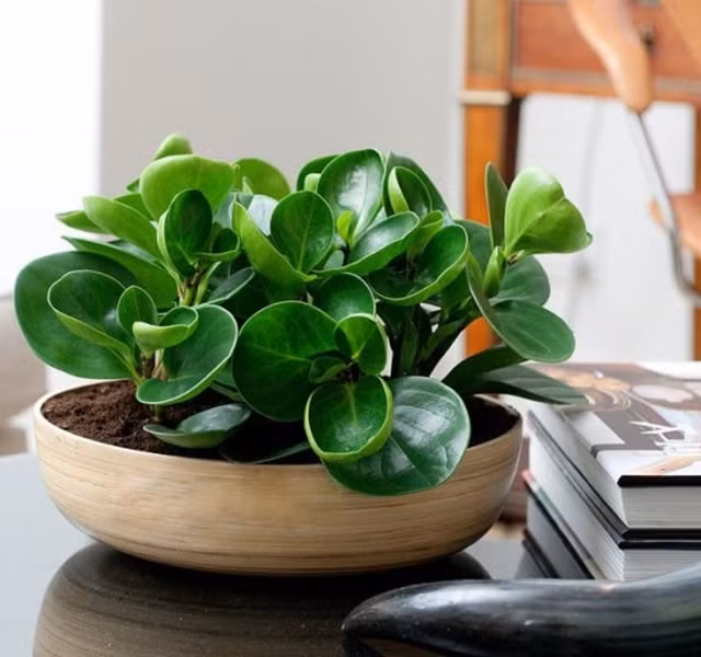 Cac mau cay canh de ban dep, hop tuoi, hop menh phong thuy-Hinh-6