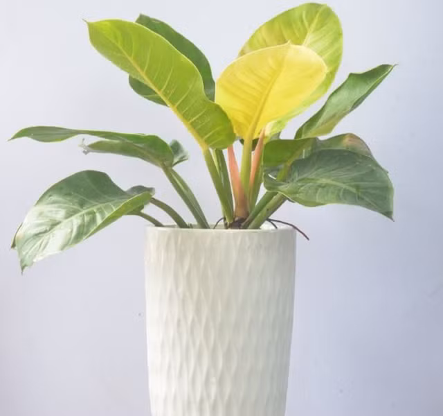 Cac mau cay canh de ban dep, hop tuoi, hop menh phong thuy-Hinh-27