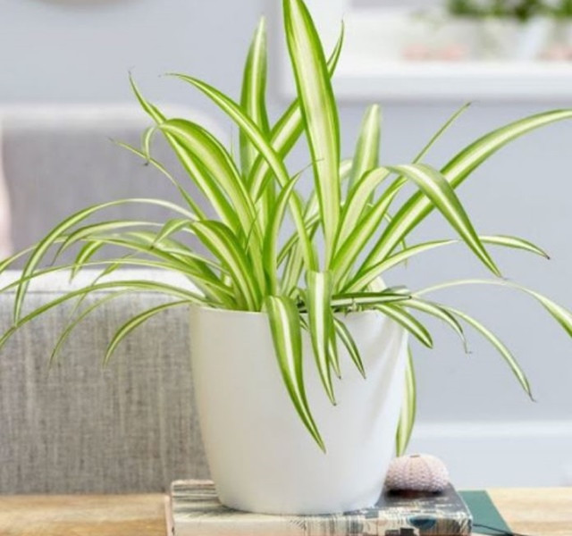 Cac mau cay canh de ban dep, hop tuoi, hop menh phong thuy-Hinh-23