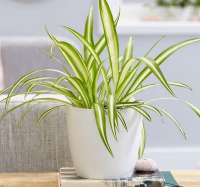 Cac mau cay canh de ban dep, hop tuoi, hop menh phong thuy-Hinh-23