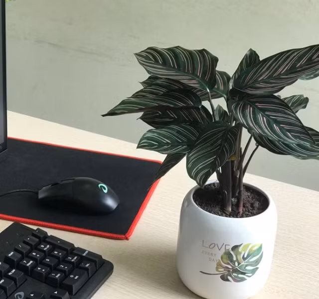 Cac mau cay canh de ban dep, hop tuoi, hop menh phong thuy-Hinh-4