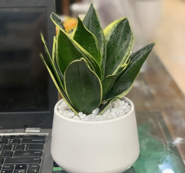 Cac mau cay canh de ban dep, hop tuoi, hop menh phong thuy-Hinh-14