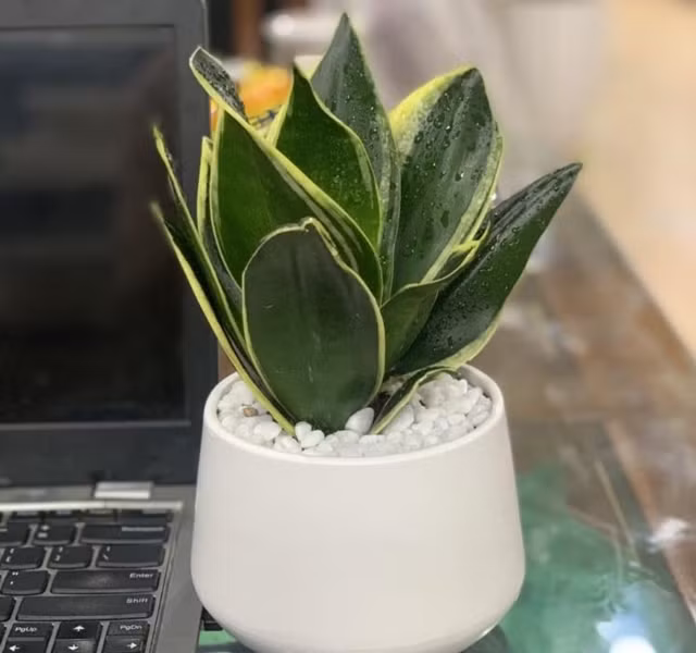 Cac mau cay canh de ban dep, hop tuoi, hop menh phong thuy-Hinh-14