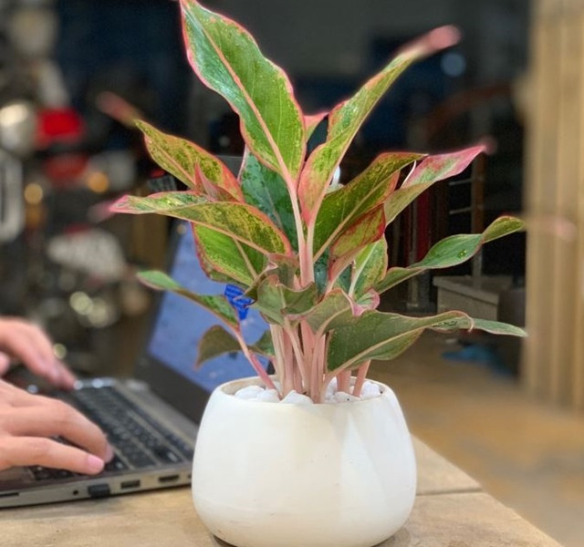 Cac mau cay canh de ban dep, hop tuoi, hop menh phong thuy-Hinh-7