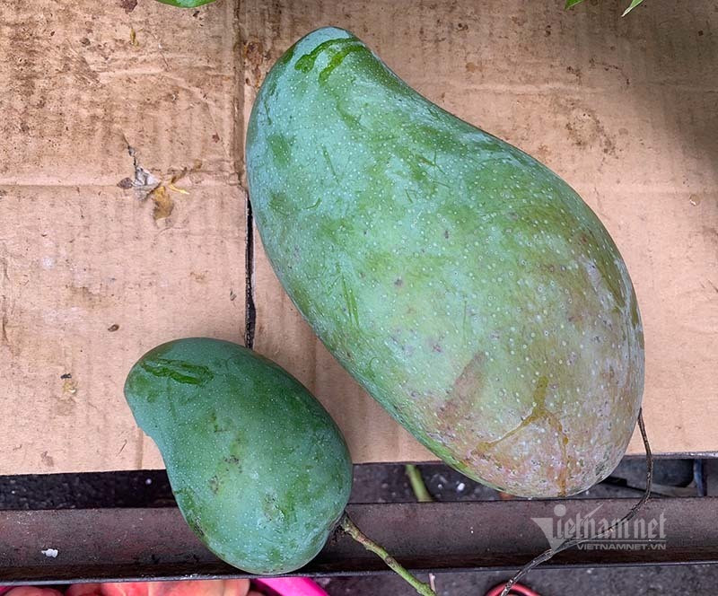 Xoai khong lo xuat hien tran khap cho Ha Noi-Hinh-3