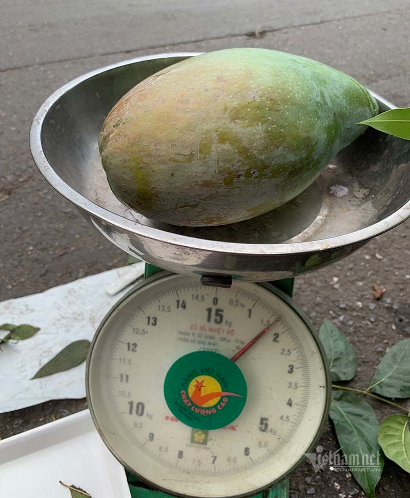 Xoai khong lo xuat hien tran khap cho Ha Noi-Hinh-4