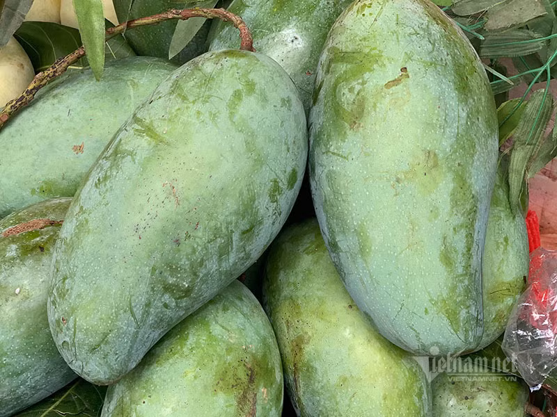 Xoai khong lo xuat hien tran khap cho Ha Noi
