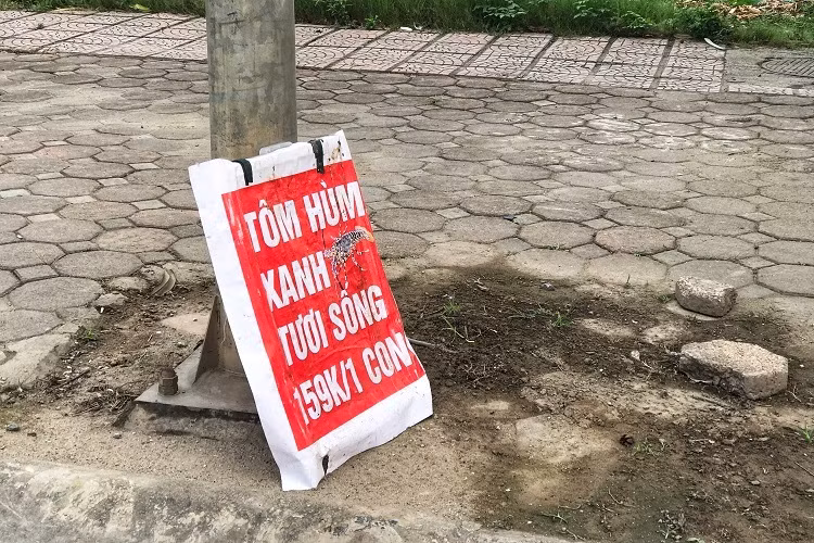 Tom hum xanh gia re ban day via he, dan tranh nhau mua-Hinh-4