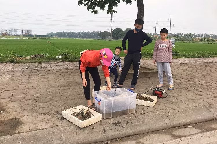 Tom hum xanh gia re ban day via he, dan tranh nhau mua-Hinh-5