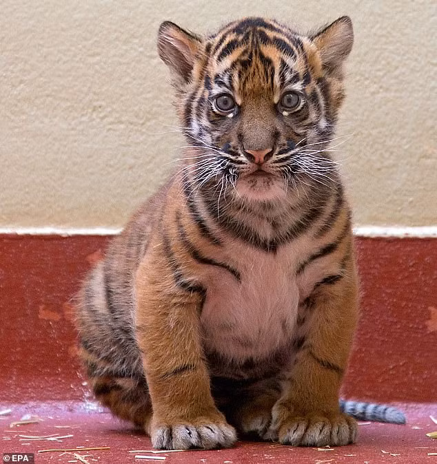 Bo hon tram trieu mua meo canh nhan duoc chua son lam