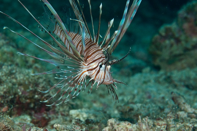 Đây là món ăn nổi tiếng ở đảo Okinawa, Nhật Bản.