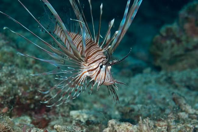 Đây là món ăn nổi tiếng ở đảo Okinawa, Nhật Bản.
