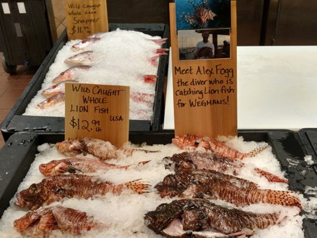 Do các gai chứa độc, vì vậy không nên tự tiện chế biến hay dùng cá này nếu như không có các kỹ năng xử lý chúng.