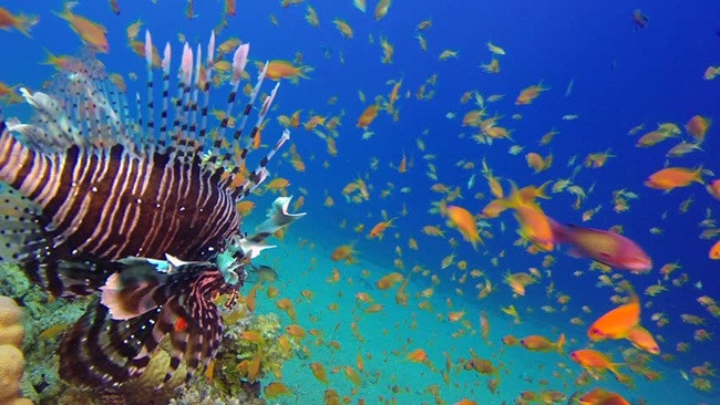 Trên cơ thể chúng, những chiếc gai đáng sợ chứa chất độc và đó cũng là vũ khí tự vệ của cá sư tử.