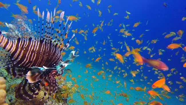 Trên cơ thể chúng, những chiếc gai đáng sợ chứa chất độc và đó cũng là vũ khí tự vệ của cá sư tử.