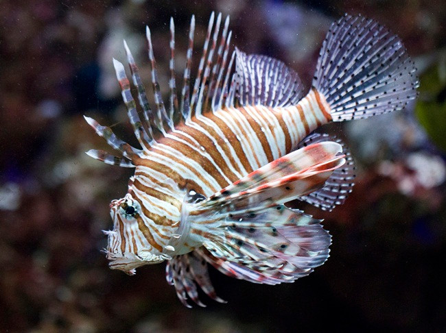 Mức giá bán loại cá này khoảng 8,8 USD/0,5kg (~204.000 đồng), nếu mua 1kg có giá khoảng 17 USD/kg (~350.000 đồng).