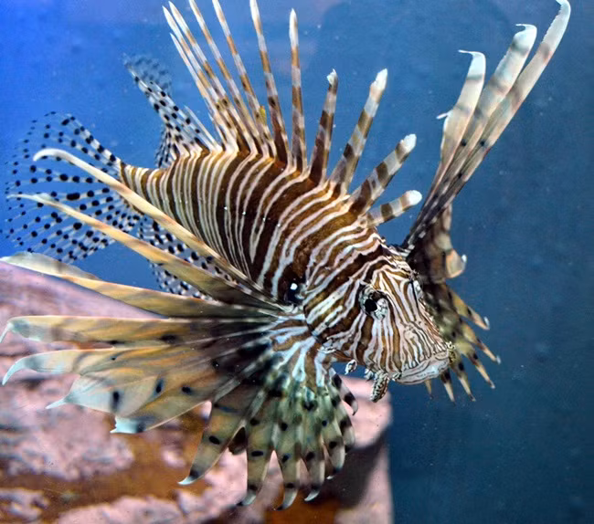 Nhìn bên ngoài, chúng có vẻ đẹp quyến rũ dưới biển, nhưng không ai biết được đằng sau những chiếc gai của loài cá này chứa độc.