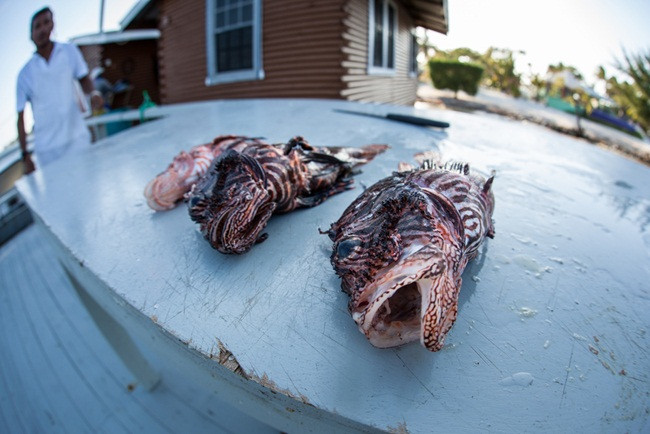 Chúng được xem là loài hung dữ khi tấn công các loài cá khác hoặc các loài vật không xương sống dưới biển.