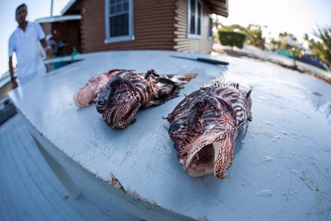 Chúng được xem là loài hung dữ khi tấn công các loài cá khác hoặc các loài vật không xương sống dưới biển.