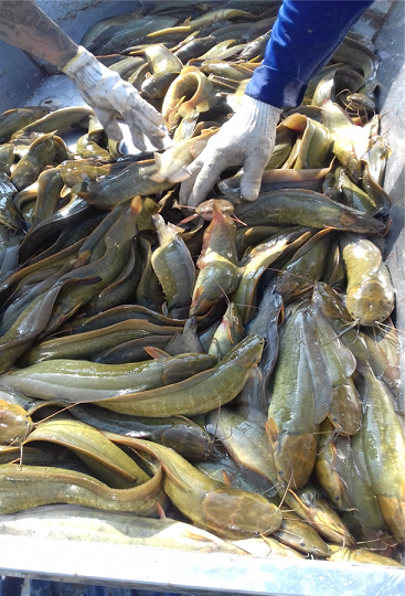 Hau Giang: Nuoi ca tre vang xuc ban 45 tan, loi toi 800 trieu