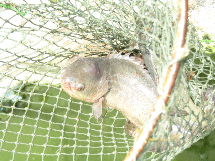 Hau Giang: Nuoi ca tre vang xuc ban 45 tan, loi toi 800 trieu-Hinh-3