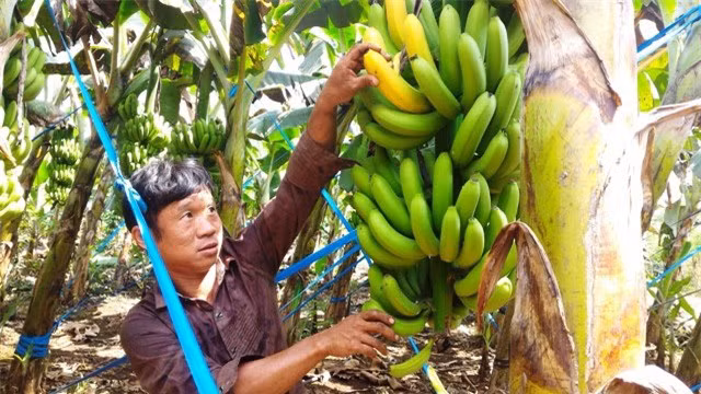 Loai chuoi xau chua tung co nhung an lai cuc ngon-Hinh-9