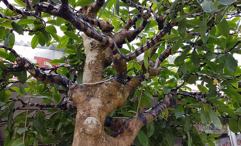 Mai vang tram tuoi goc dat vang, tra 2 ty dong chua ban-Hinh-9