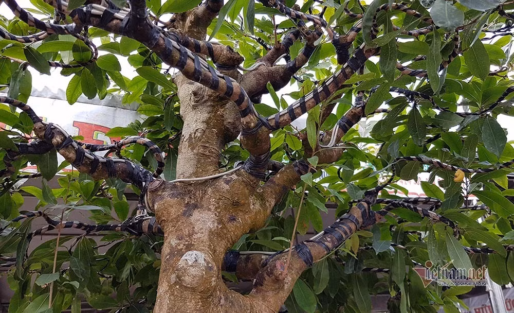 Mai vang tram tuoi goc dat vang, tra 2 ty dong chua ban-Hinh-9