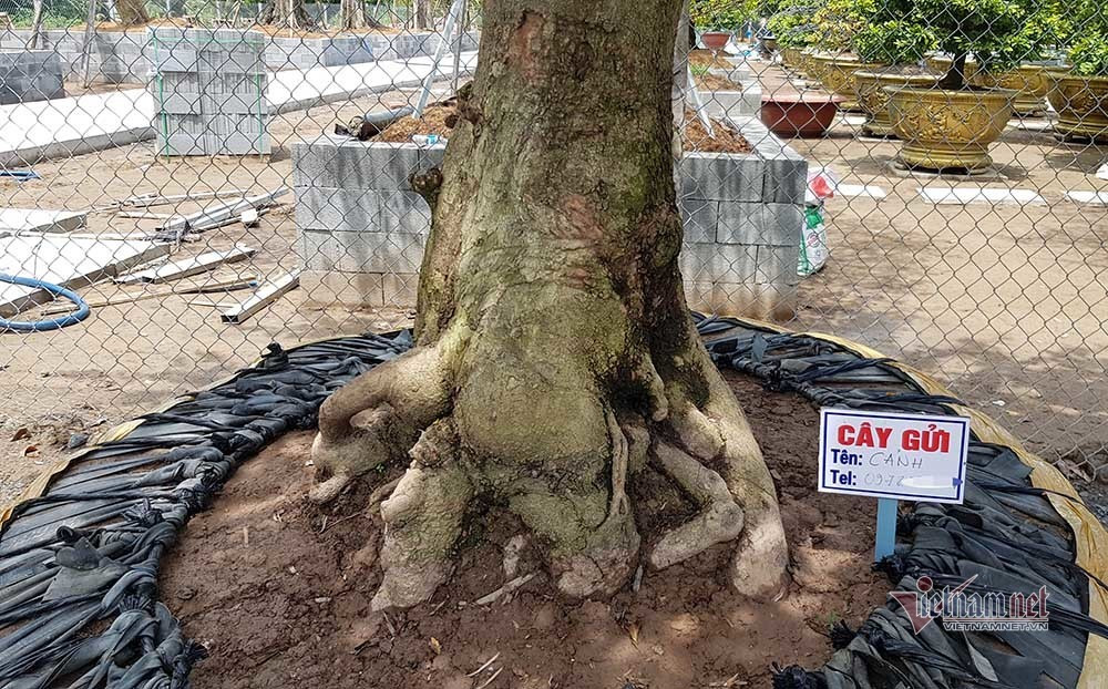 Mai vang tram tuoi goc dat vang, tra 2 ty dong chua ban-Hinh-16