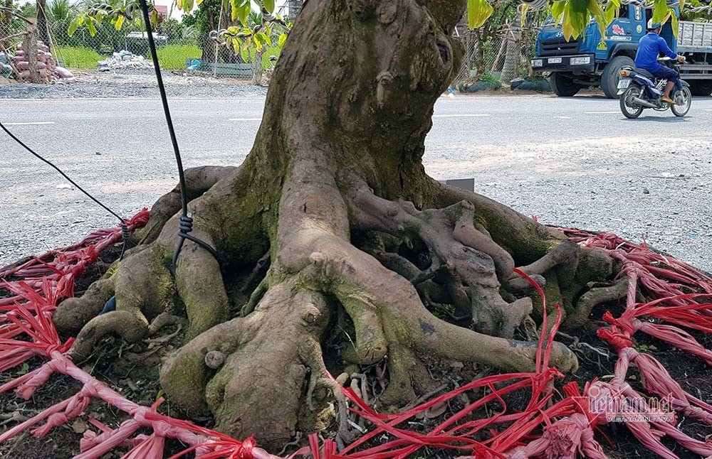 Mai vang tram tuoi goc dat vang, tra 2 ty dong chua ban-Hinh-17
