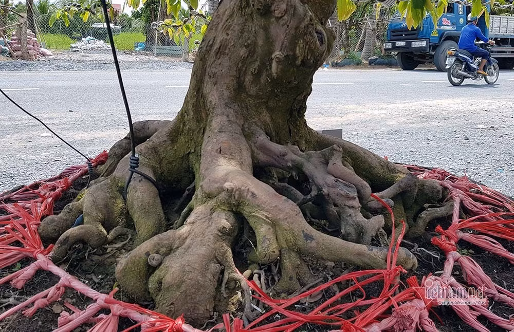 Mai vang tram tuoi goc dat vang, tra 2 ty dong chua ban-Hinh-17
