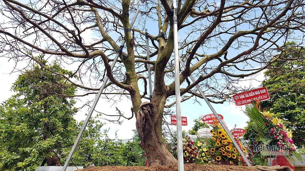 Mai vang tram tuoi goc dat vang, tra 2 ty dong chua ban-Hinh-12