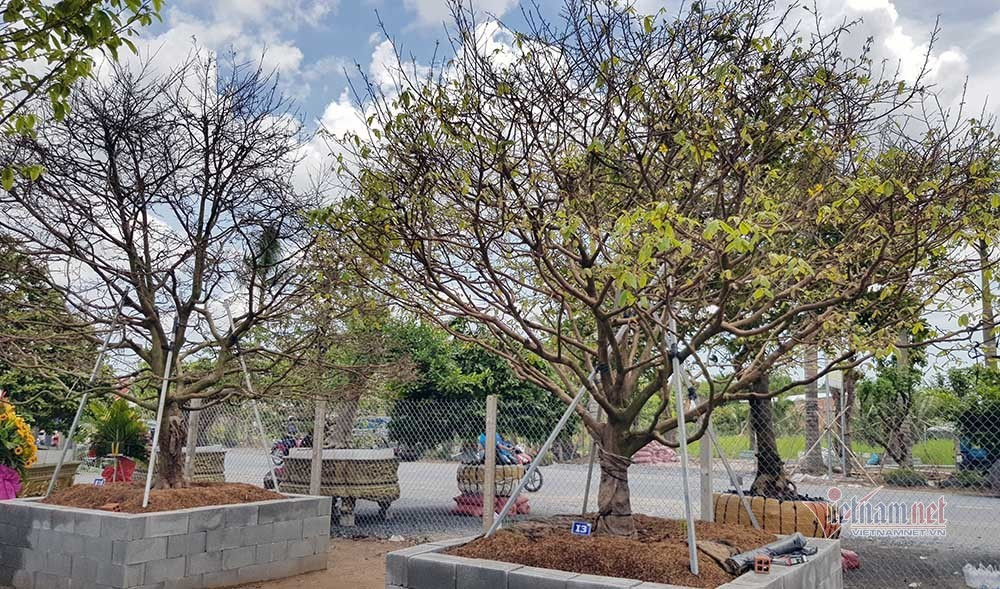 Mai vang tram tuoi goc dat vang, tra 2 ty dong chua ban-Hinh-11