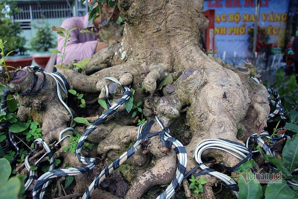 Mai vang tram tuoi goc dat vang, tra 2 ty dong chua ban-Hinh-8