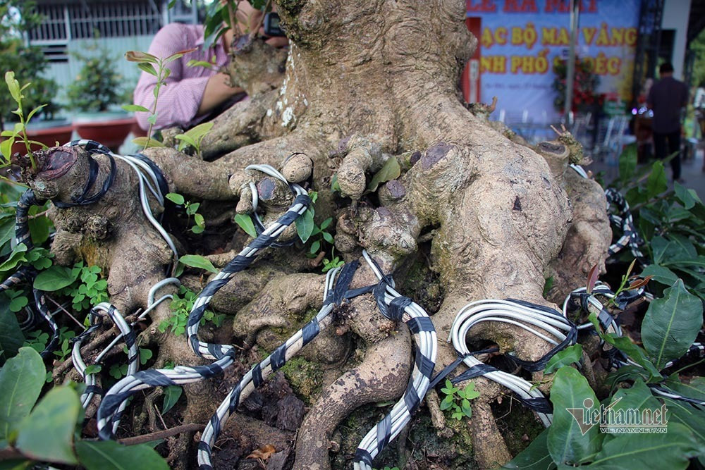 Mai vang tram tuoi goc dat vang, tra 2 ty dong chua ban-Hinh-7