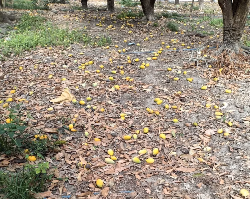 Xoai chin rung day goc, gia beo chi 2.000 dong/kg