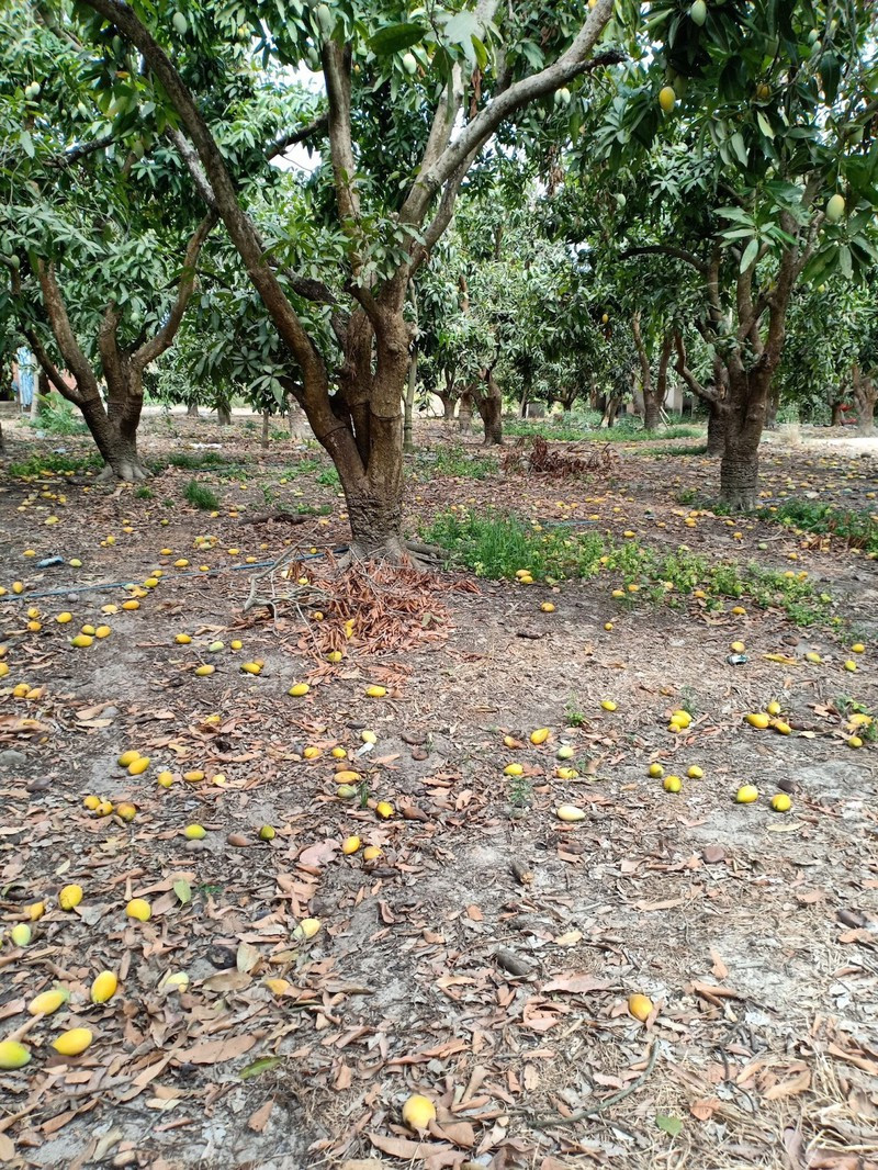 Xoai chin rung day goc, gia beo chi 2.000 dong/kg-Hinh-2