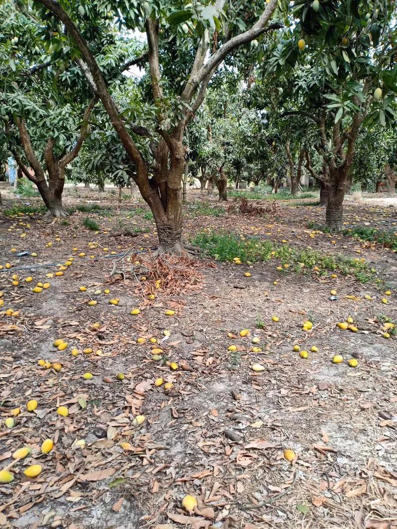 Xoai chin rung day goc, gia beo chi 2.000 dong/kg-Hinh-2