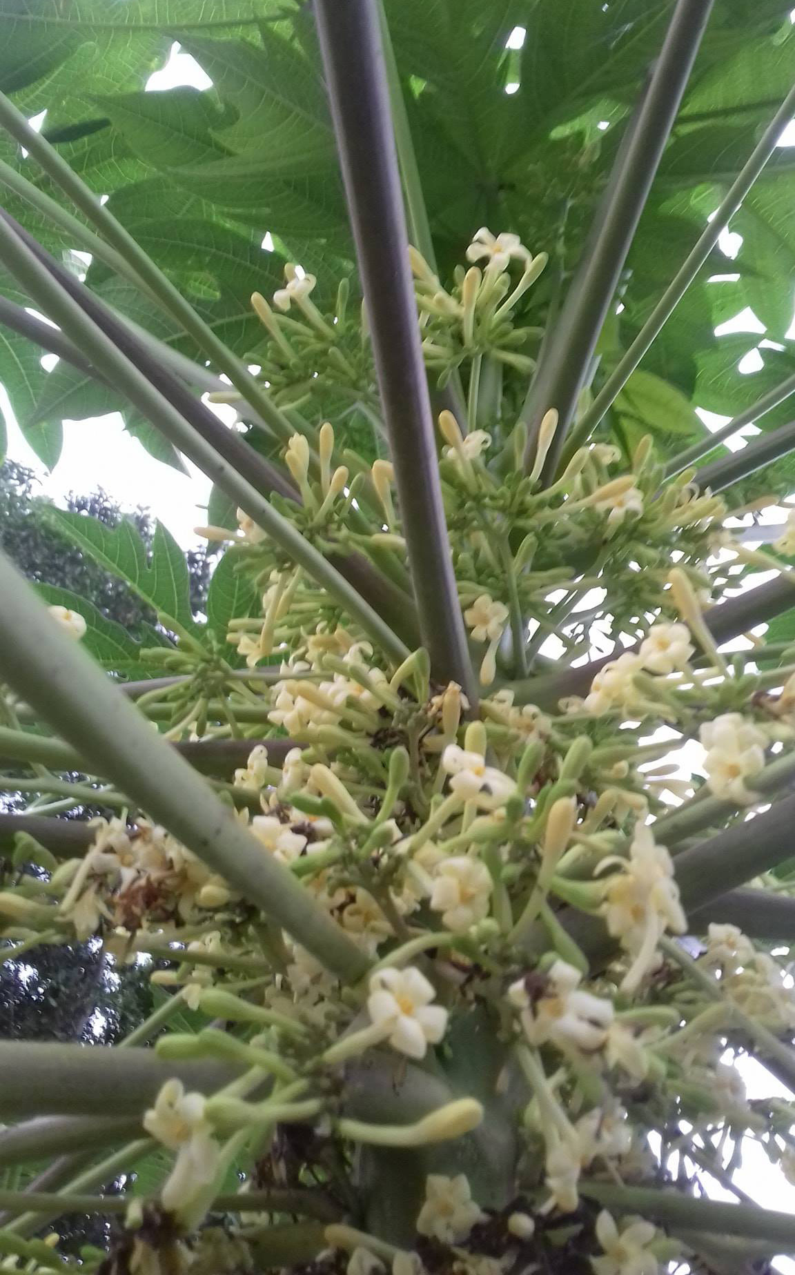 Loại hoa trước đây vứt đi nay được gom bán tiền triệu/kg Loai hoa truoc day vut di nay duoc gom ban tien trieu/kg