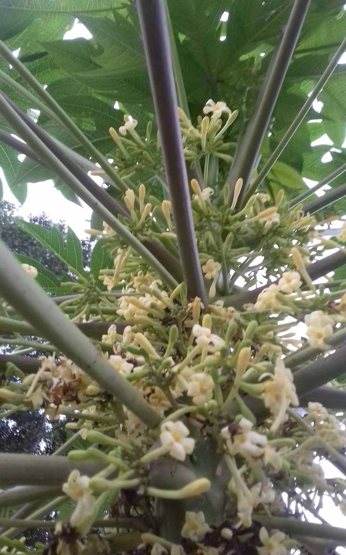 Loai hoa truoc day vut di nay duoc gom ban tien trieu/kg