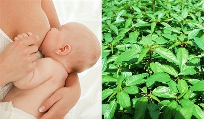 Loại rau tác dụng thần kỳ giúp giải độc, trị táo bón - Hình 4 Loai rau tac dung than ky giup giai doc, tri tao bon-Hinh-4