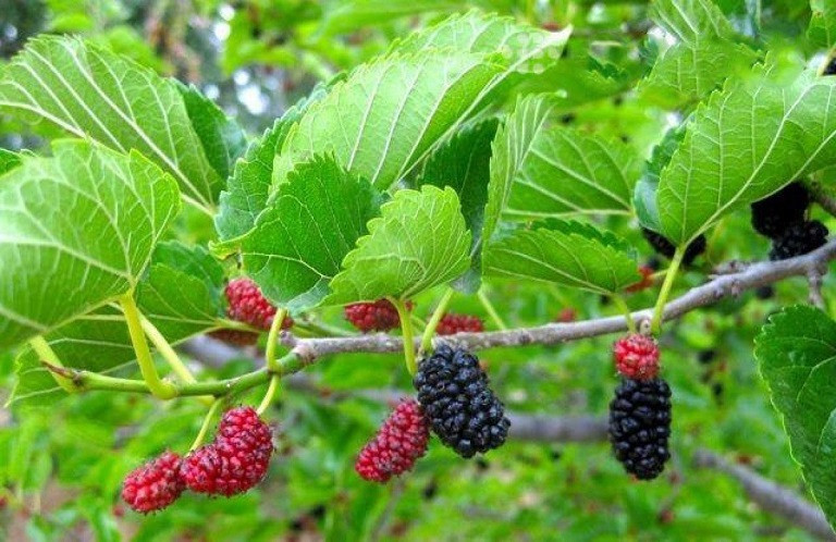 Nhung loai la tam tri rom say hay dung cho be trong mua nong-Hinh-6