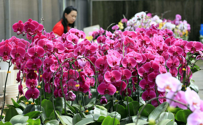 Vuon lan sieu to khong lo tren cao nguyen Di Linh, Lam Dong-Hinh-3