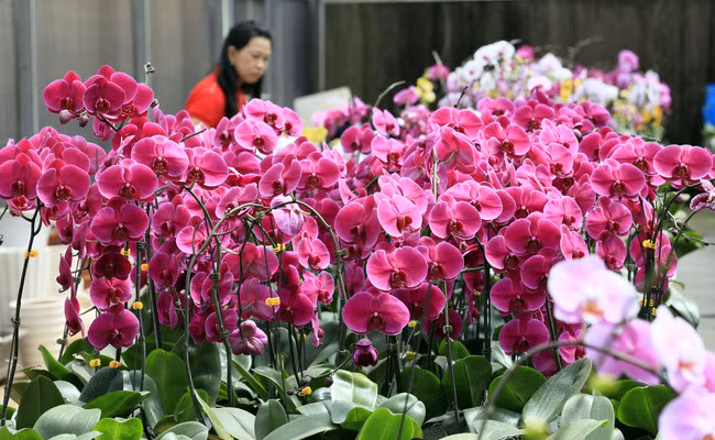 Vuon lan sieu to khong lo tren cao nguyen Di Linh, Lam Dong-Hinh-3