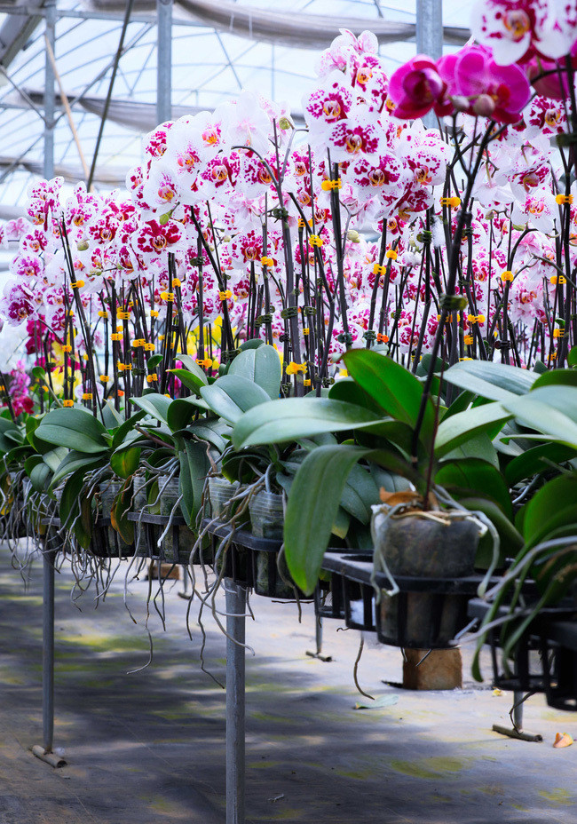 Vuon lan sieu to khong lo tren cao nguyen Di Linh, Lam Dong-Hinh-6