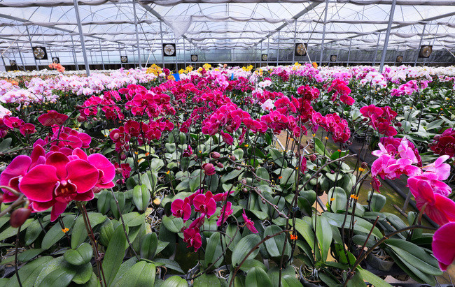 Vuon lan sieu to khong lo tren cao nguyen Di Linh, Lam Dong