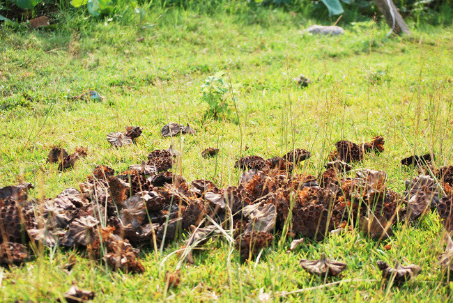 Dan bo lam an xa ve lang kiem tien trieu nho 1 loai hoa-Hinh-7